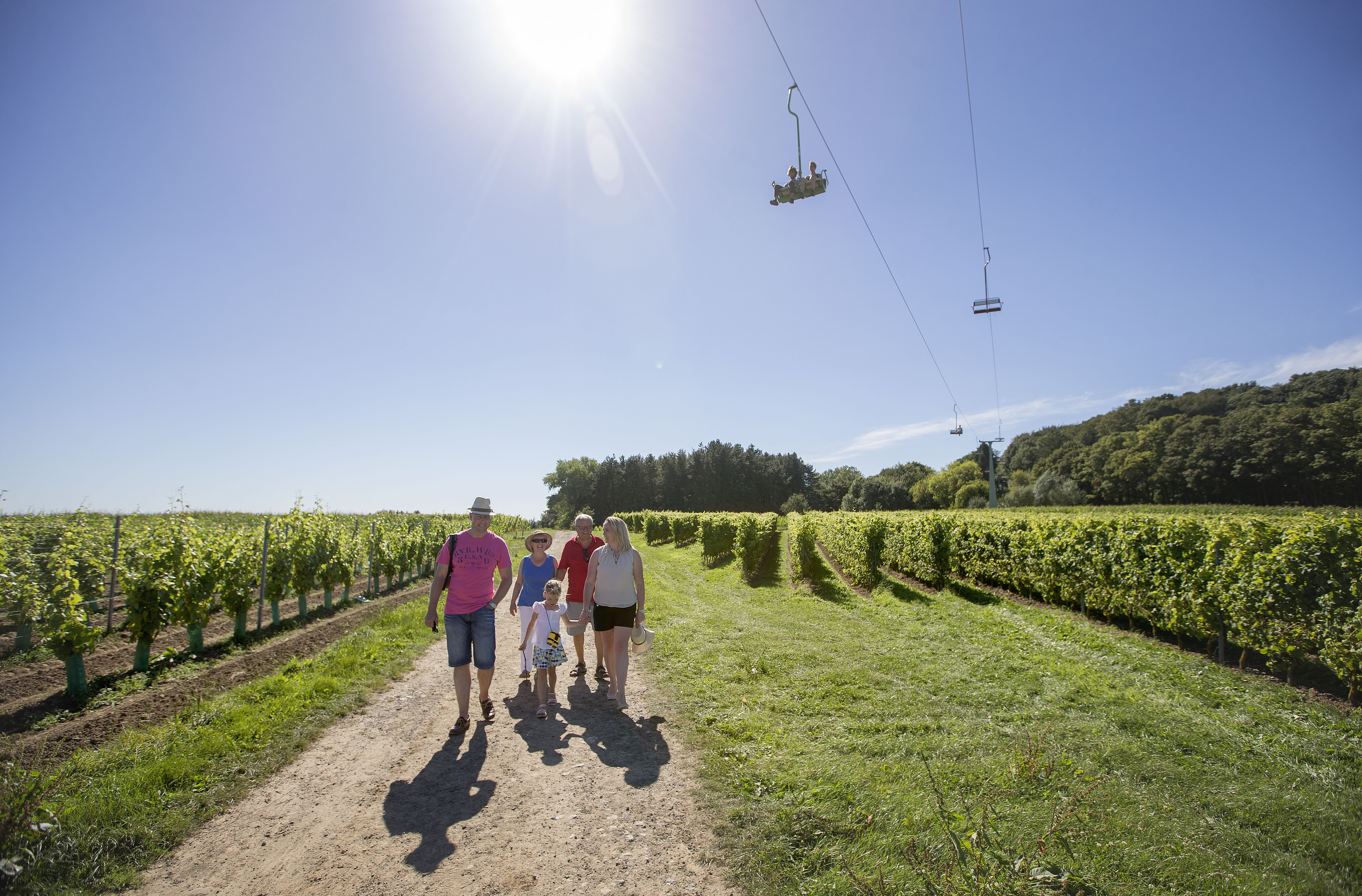 wijngaard (2) (copyright Westtoer)